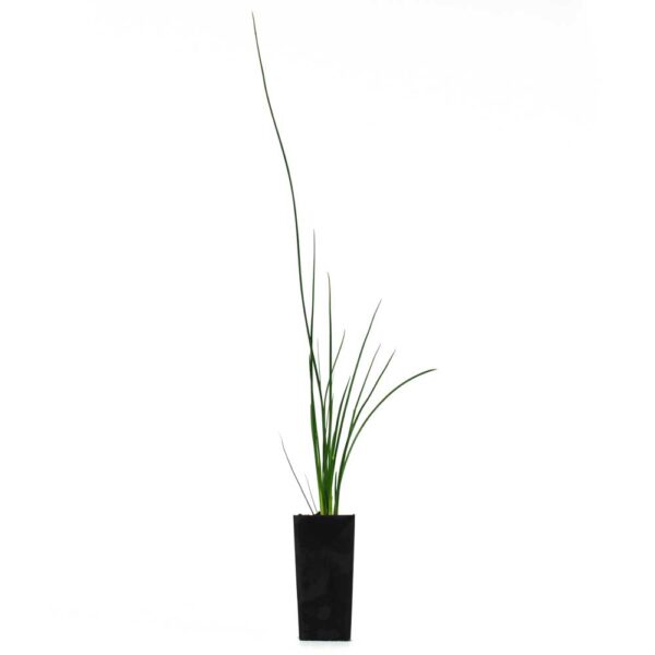 Juncus kraussi