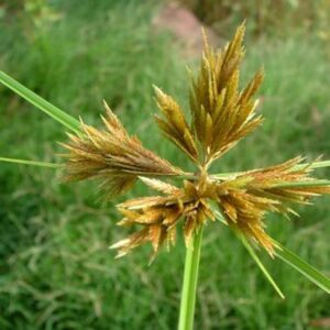 Cyperus polystachyos - Image 2