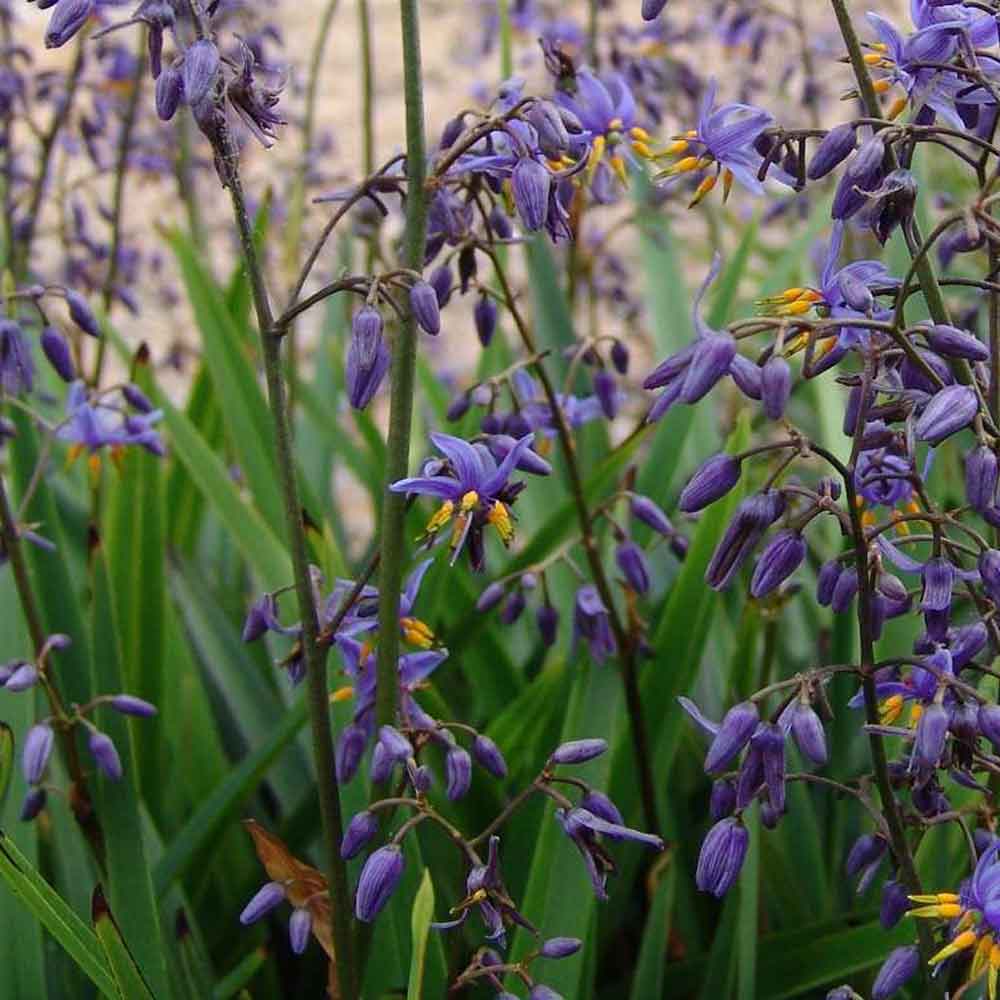 Dianella caerulea - Tuff Aussie Plants