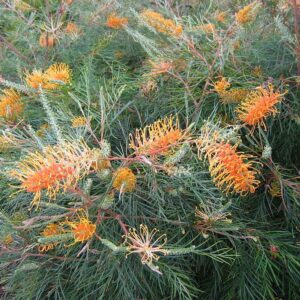 Grevillea Honey Gem - Image 2