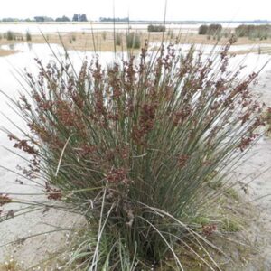 Juncus kraussi - Image 2