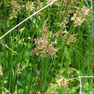 Juncus usitatus - Image 2