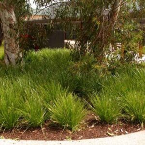 Lomandra  Echidna Grass - Image 2