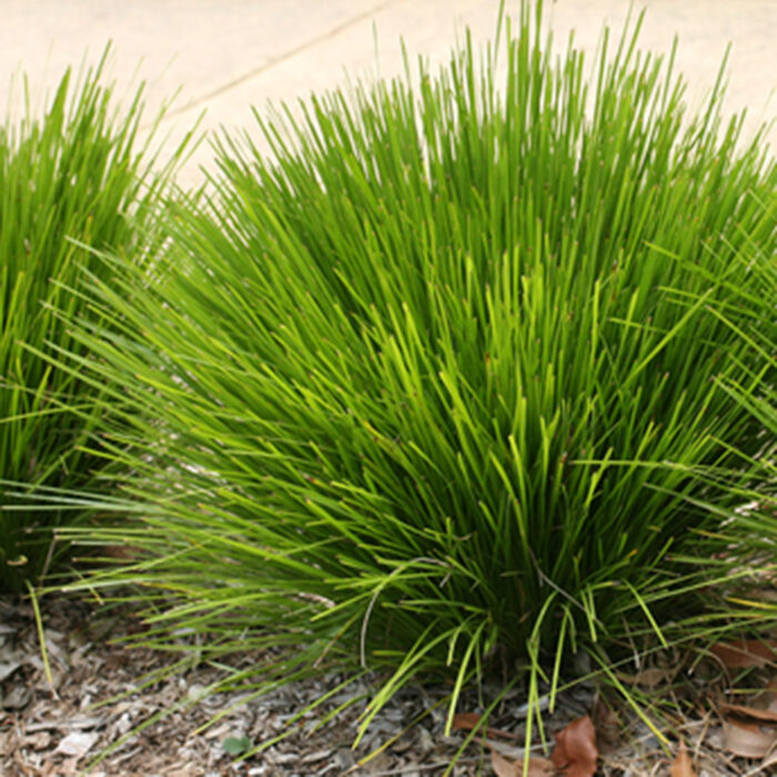 Lomandra Echidna Grass - Tuff Aussie Plants